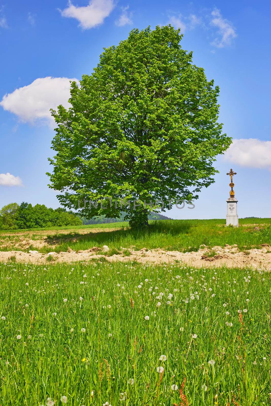 View of spring meadow with a tree with sky in background