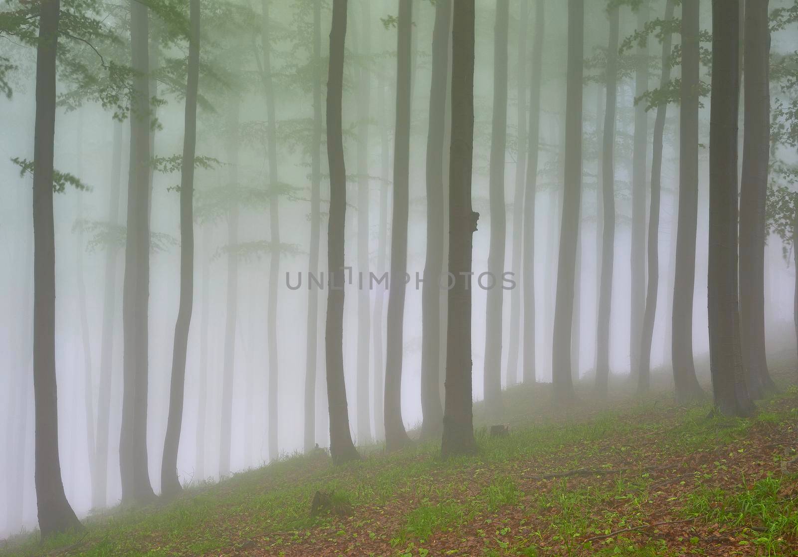 Spring beech forest with mist in the background