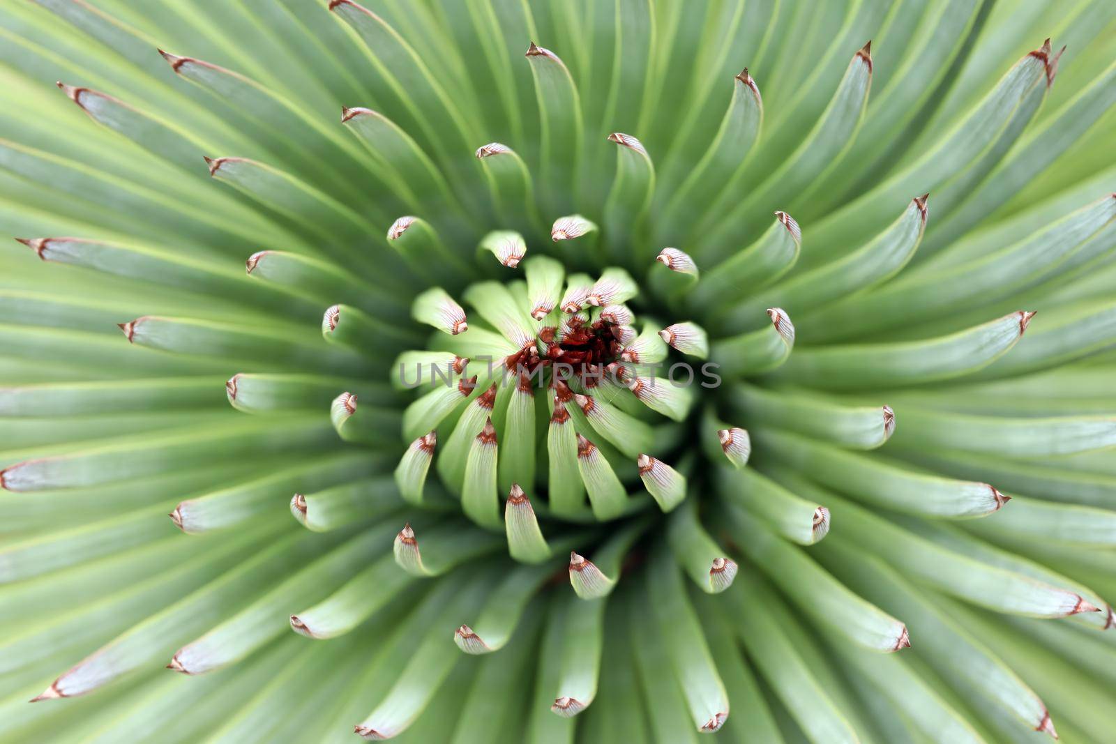 Leaves of agave with shallow depth of field - abstract macro