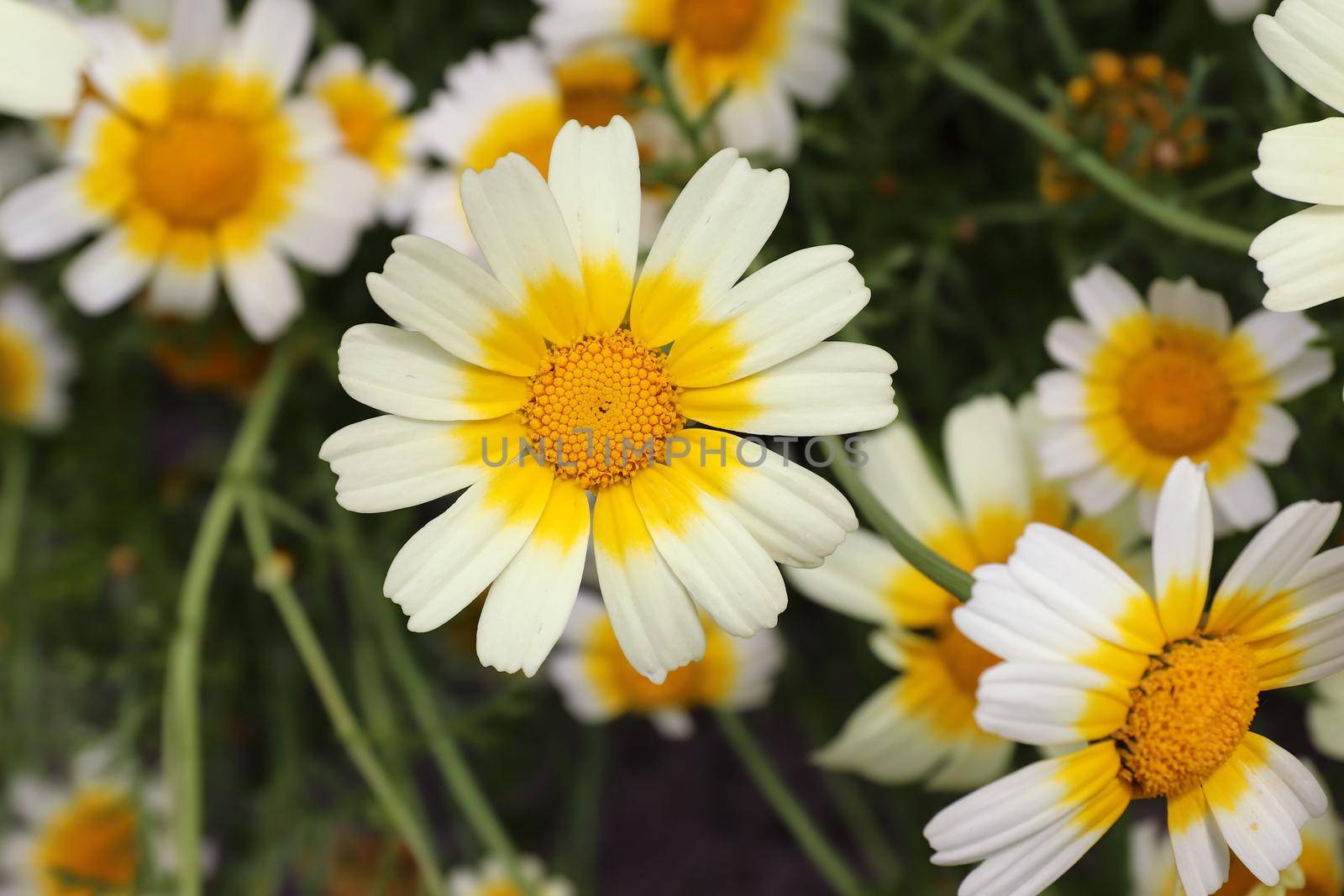 Garland chrysanthemum - an edible plant rich in minerals and vitamins