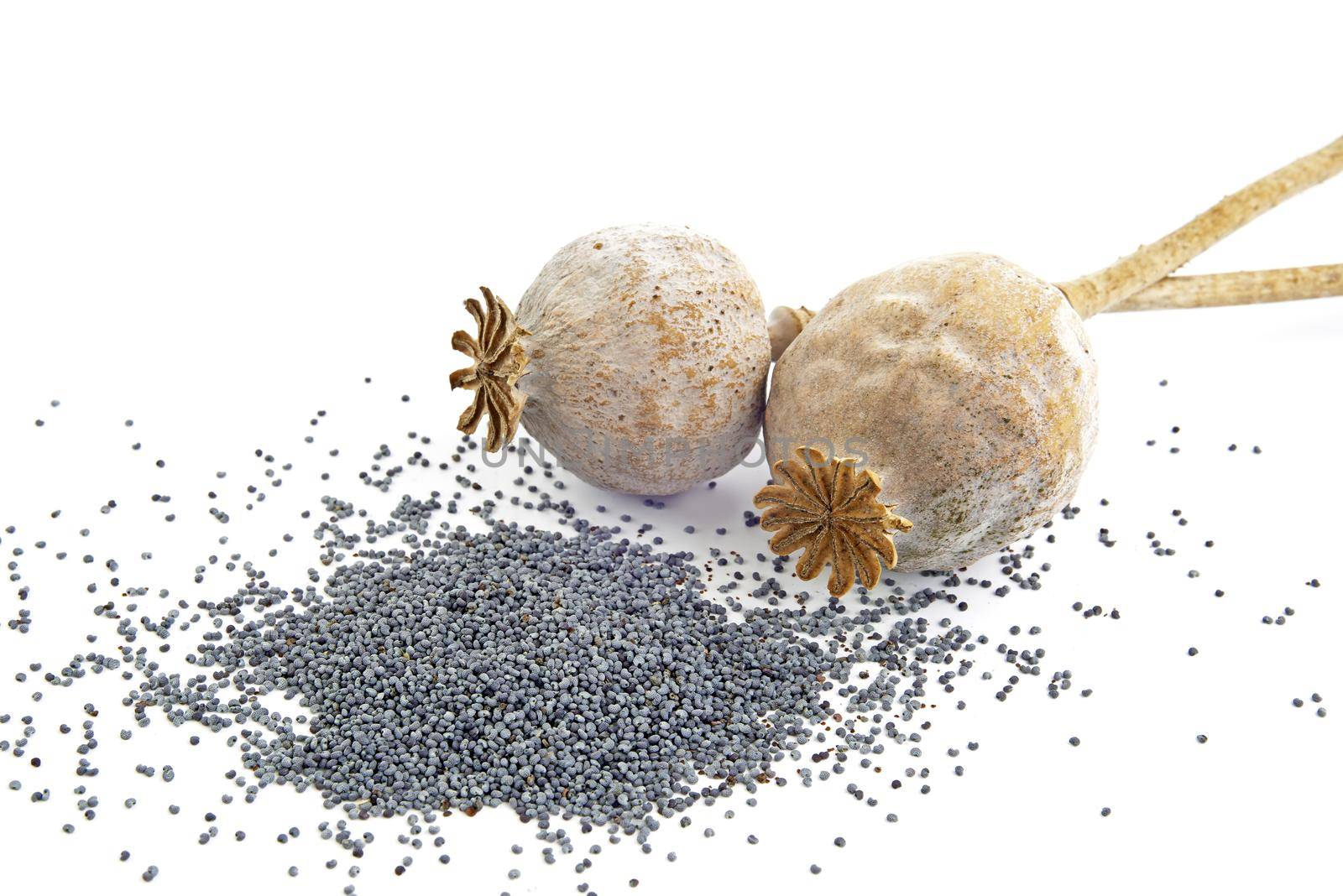 Two poppy seeds on a white background