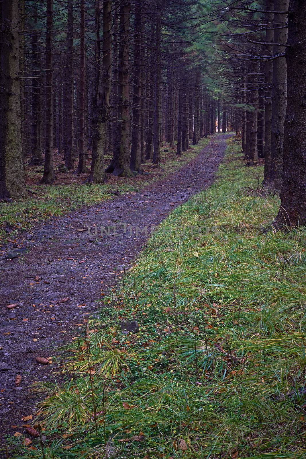 View on a forest path leading spruce autumn forest