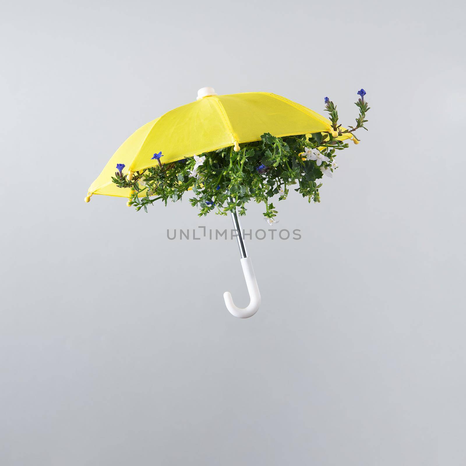 Spring flower bloom arranged inside yellow umbrella isolated on light gray background. Spring motif. Square layout with copy space.