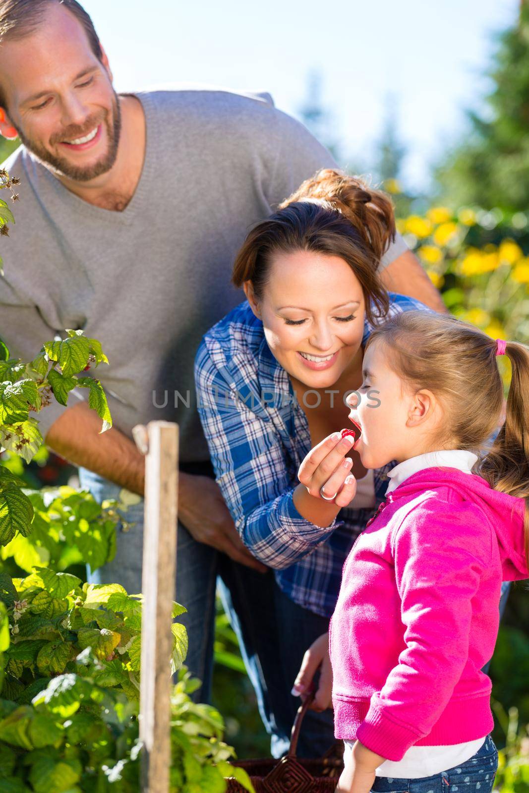 Family with mother, father and daughter picking berries from blackberry bush in the garden