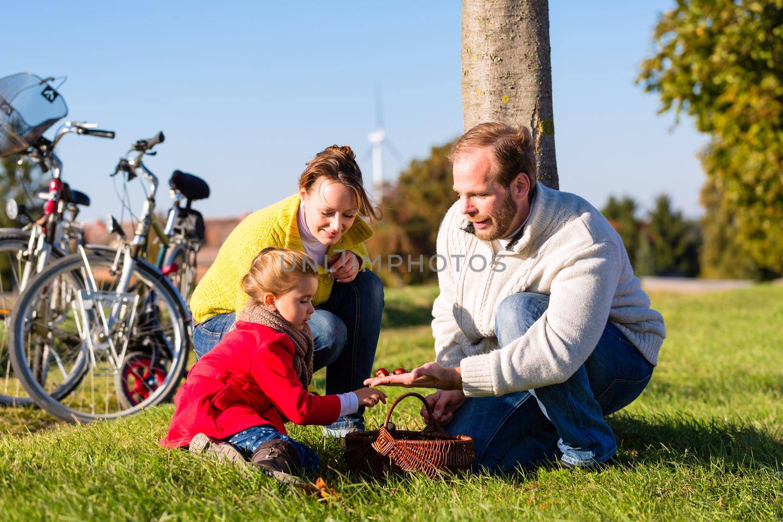 Family with mother, father and daughter having family trip on bicycle or cycle in park or country collecting chestnuts