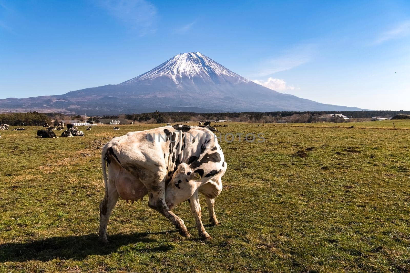 A cow in a green field with mountains in the background, a cow licking in the field by isaiphoto