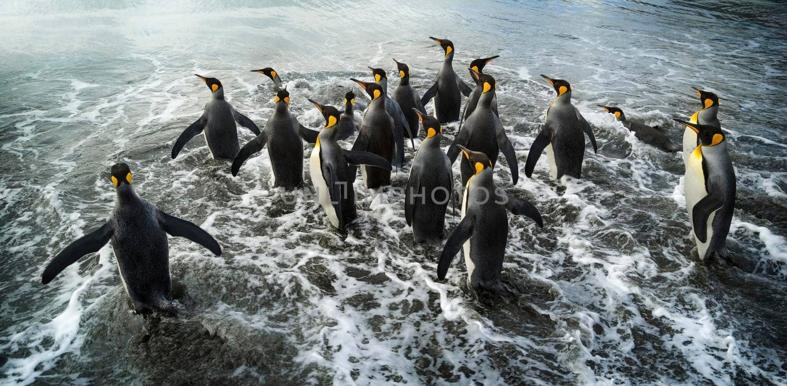 A penguin colony in Antarctica, beautiful penguins going to the water by isaiphoto