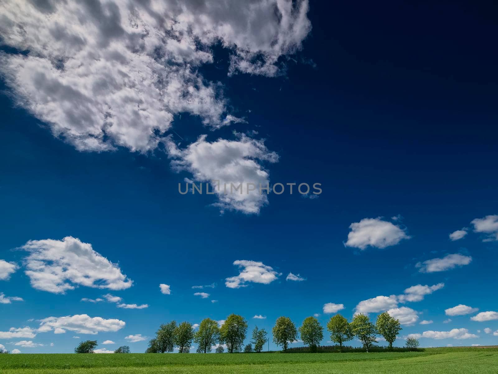 Row of trees in the field with view towards the clouds, trees in the field with clear clouds and blue sky, TREES IN THE FIELD WITH VIEW TO HEAVEN