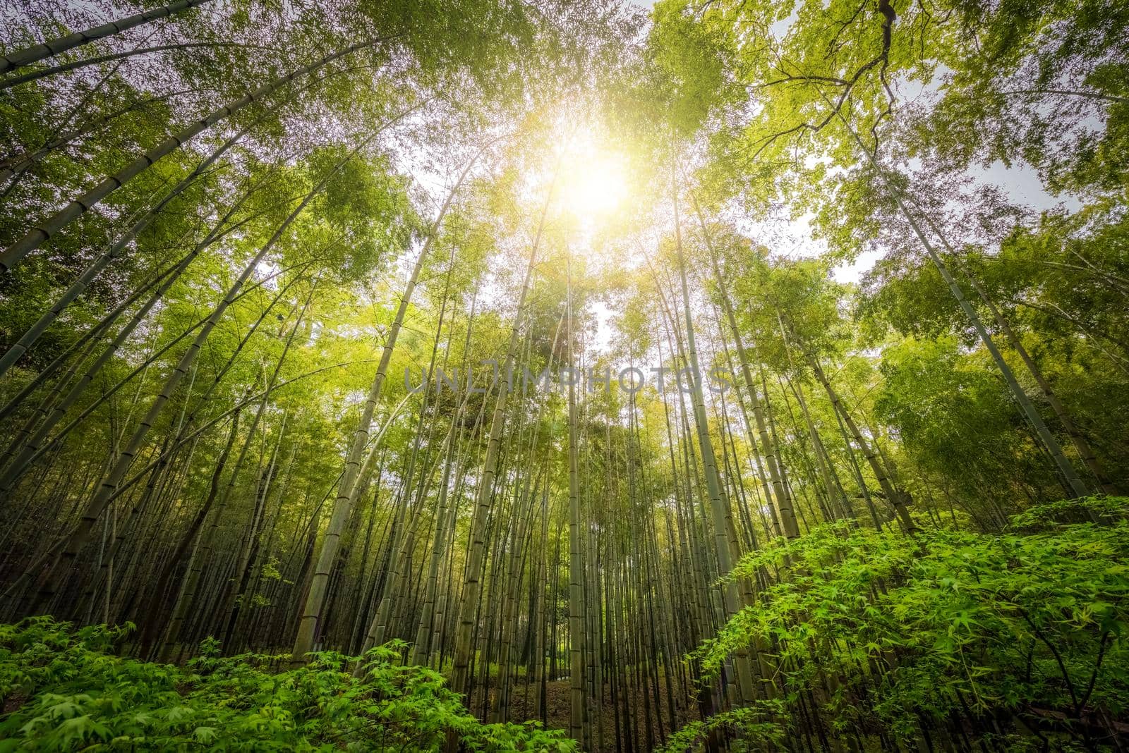 Bamboo trees in low angle; banbu with blue sky; The low angle of bamboo trees in mangroves on a sunny day