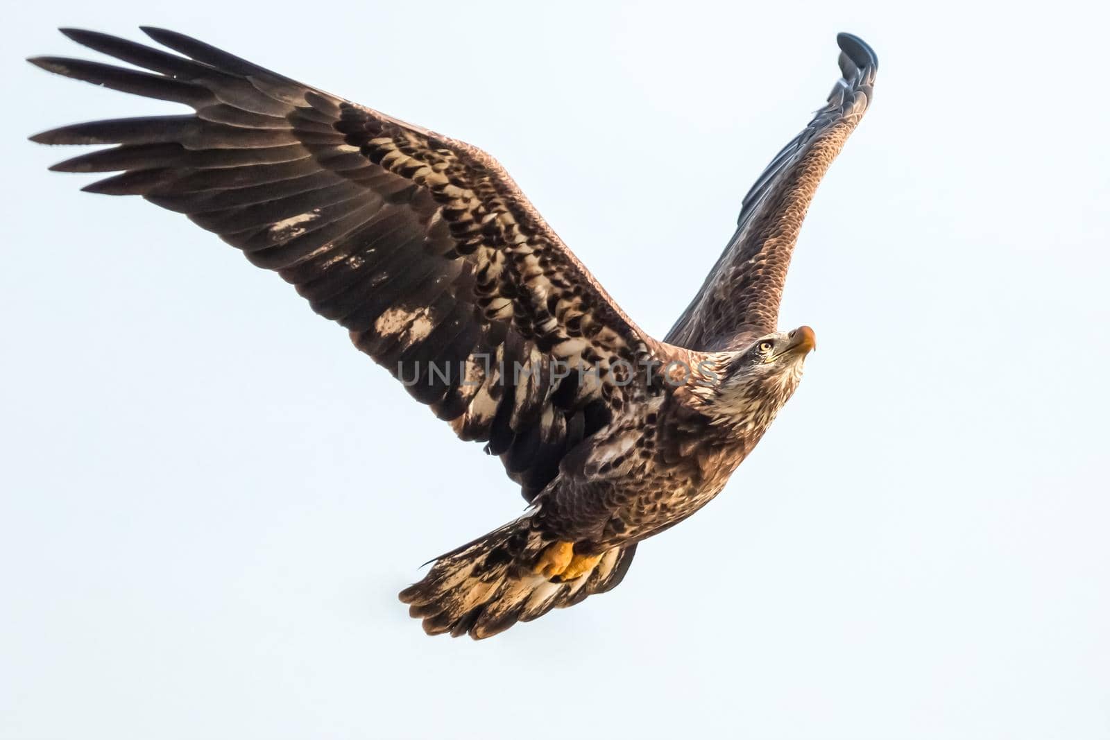 Bald eagle in flight on isolated background, Close up of Bald Eagle in flight in the blue sky by isaiphoto