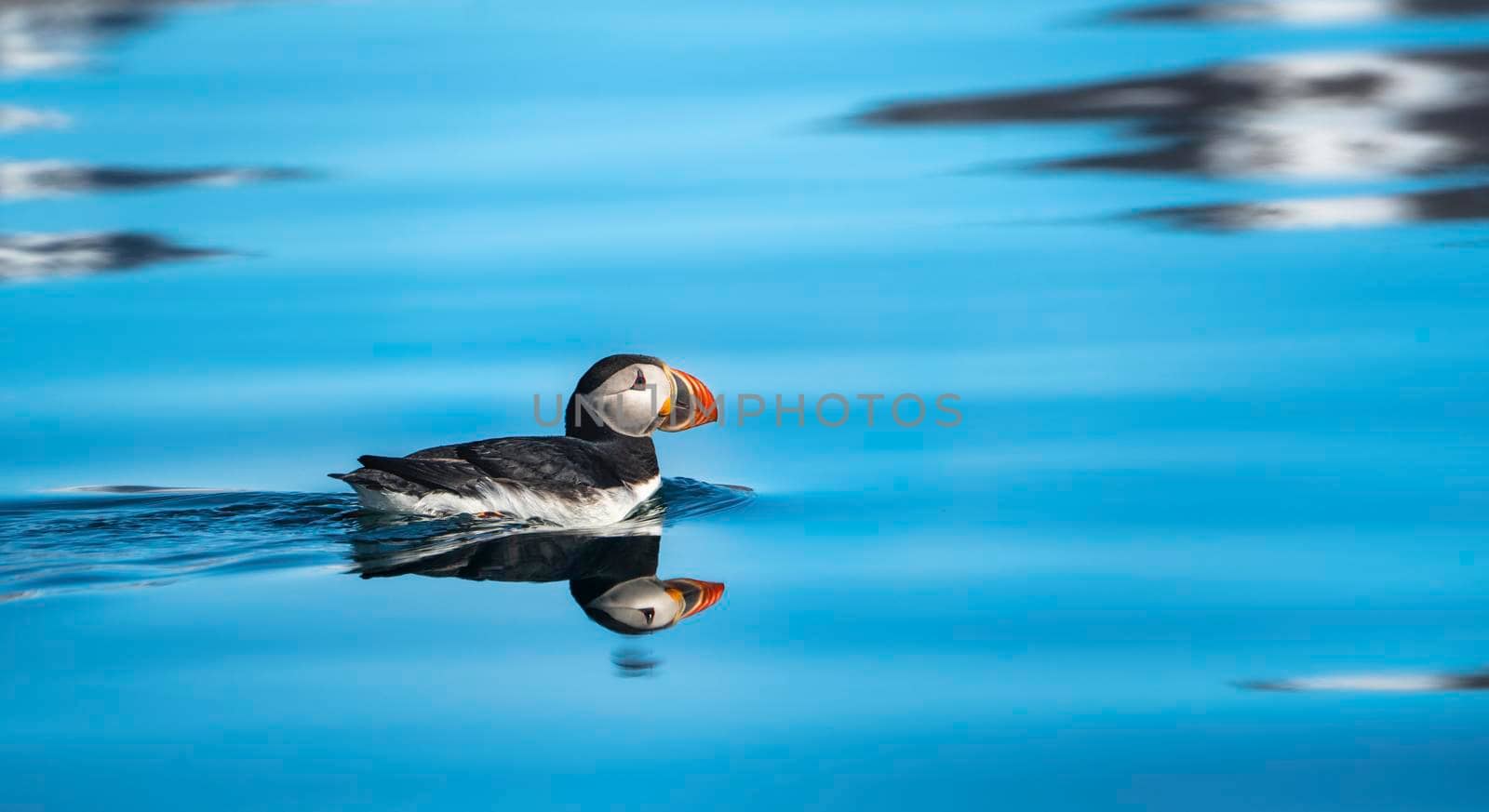 Atlantic puffin in the water by isaiphoto