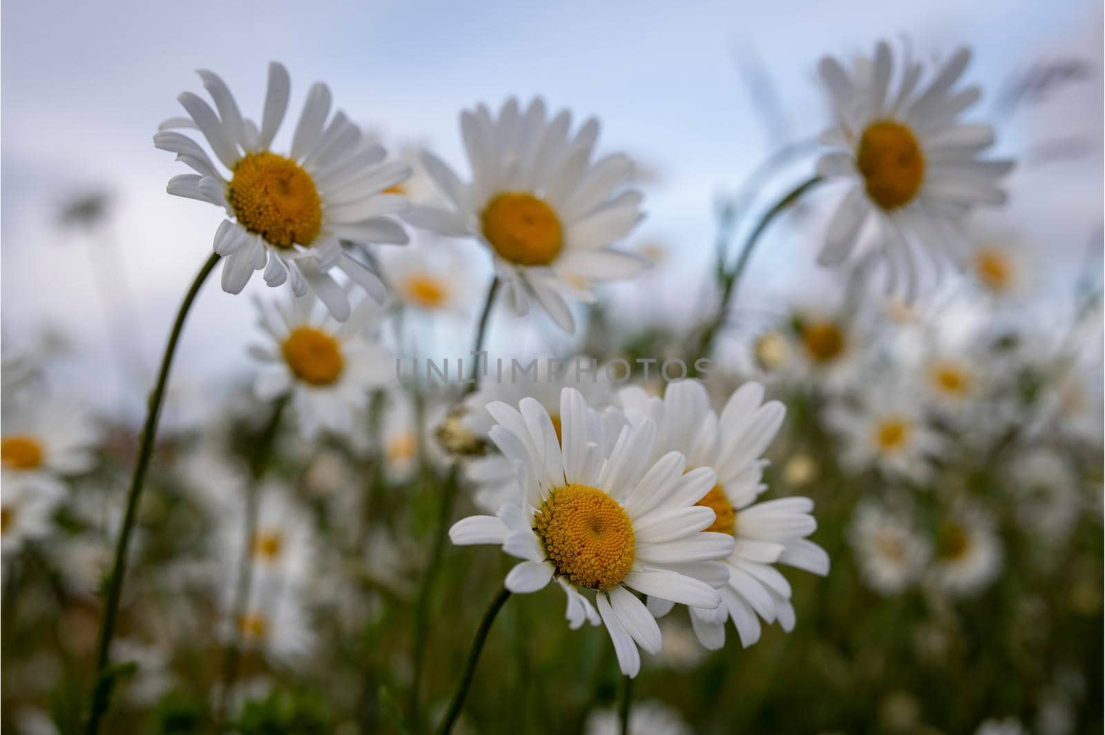 Beautiful daysi flower garden fresh