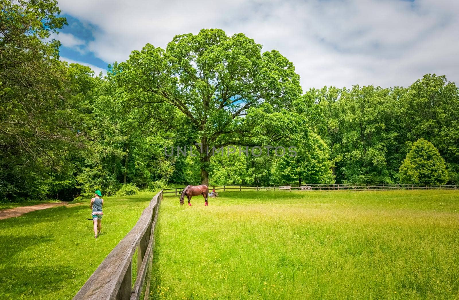 Horse eating on soft green grass in the field, horse in a corral eating grass surrounded by a person by isaiphoto