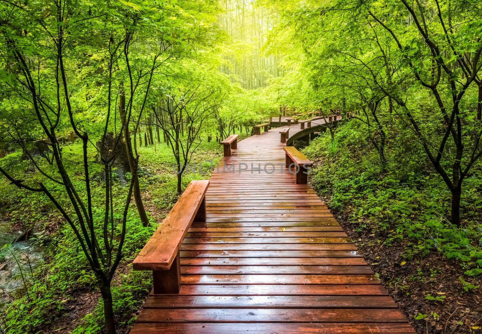Wooden walkway and green natural scenery in the summer, Boardwalk in the park, Boardwalk in forest by isaiphoto