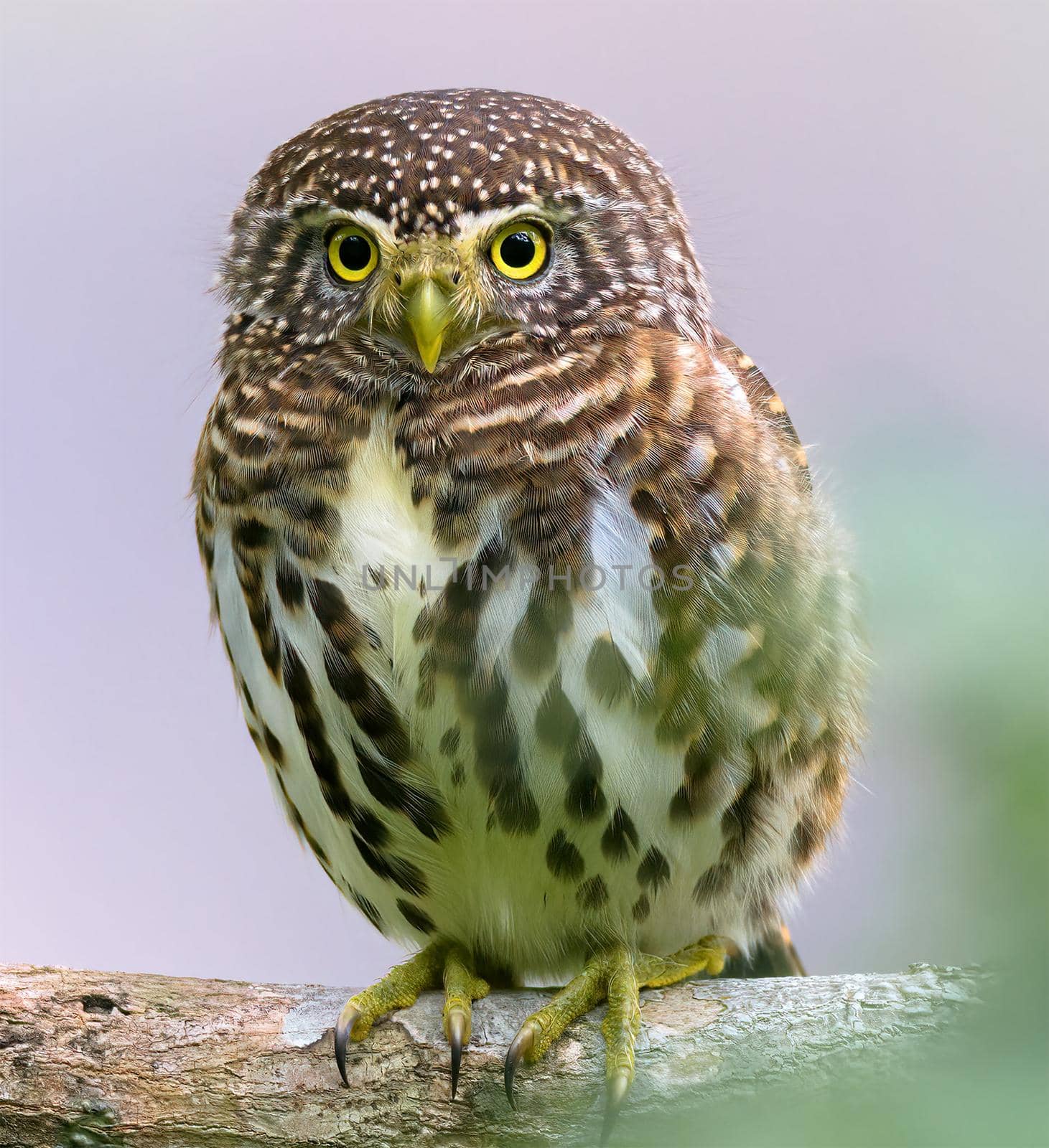 A Great Horned Owl on a branch, portrait of an American eagle owl, cute owls