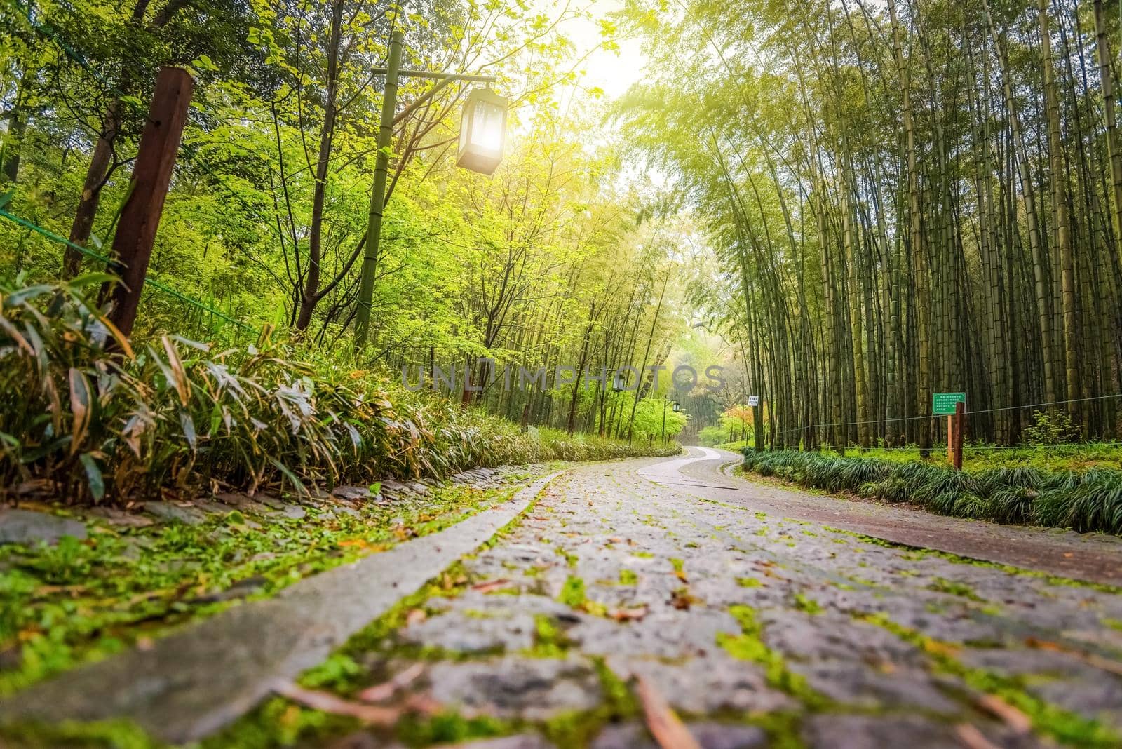 A path in china with bamboo trees, a path in a tourist park in china