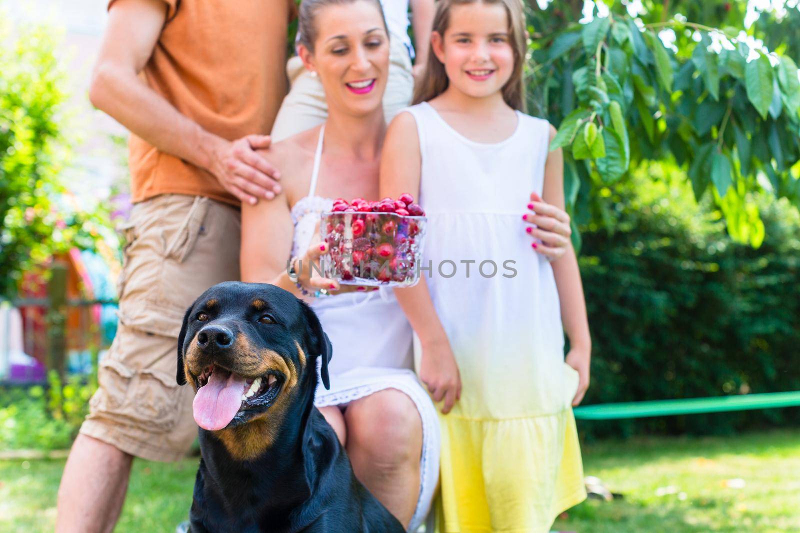 Family with dog harvesting cherries in garden