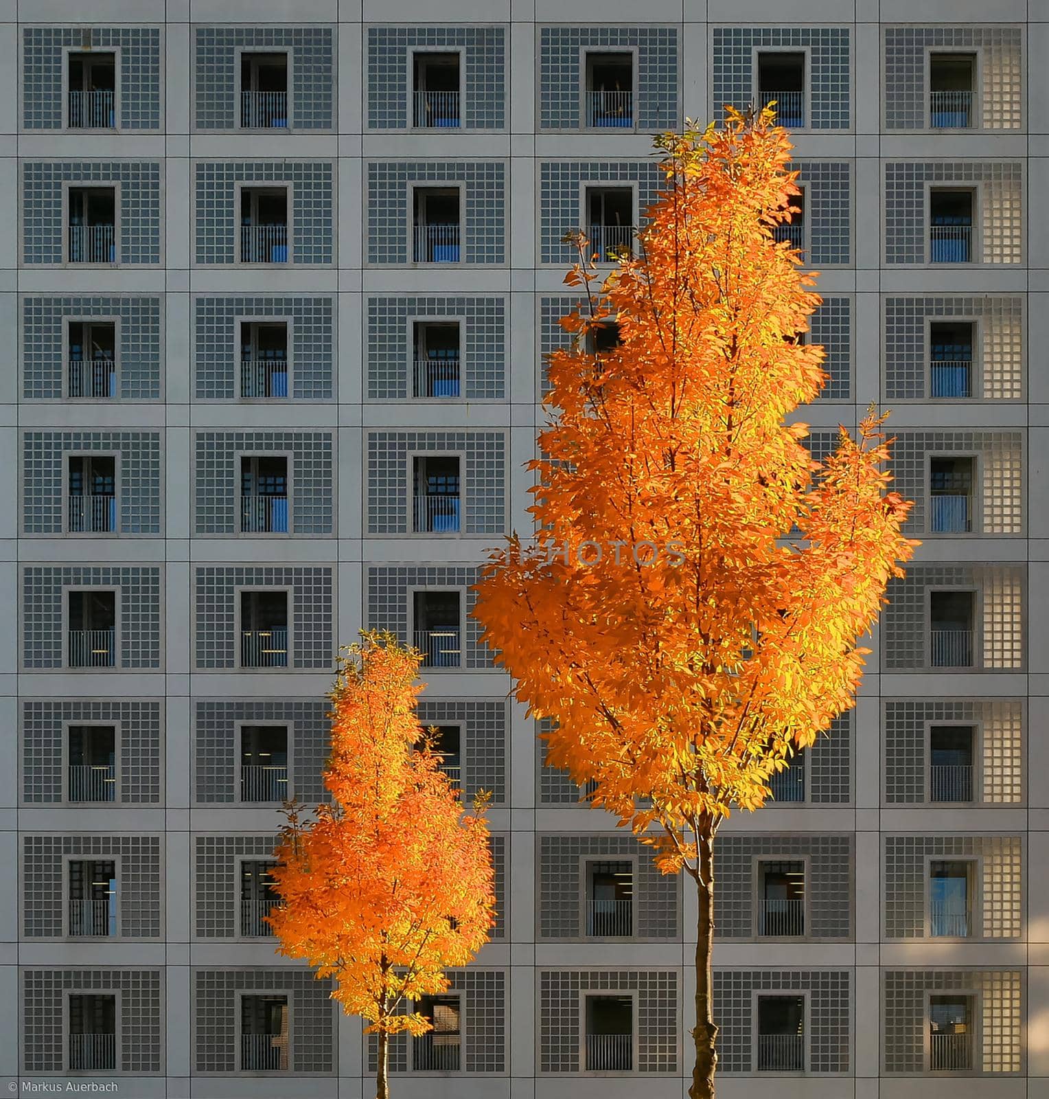 Contemporary residential building with multiple windows on the facade and spring tree in the foreground