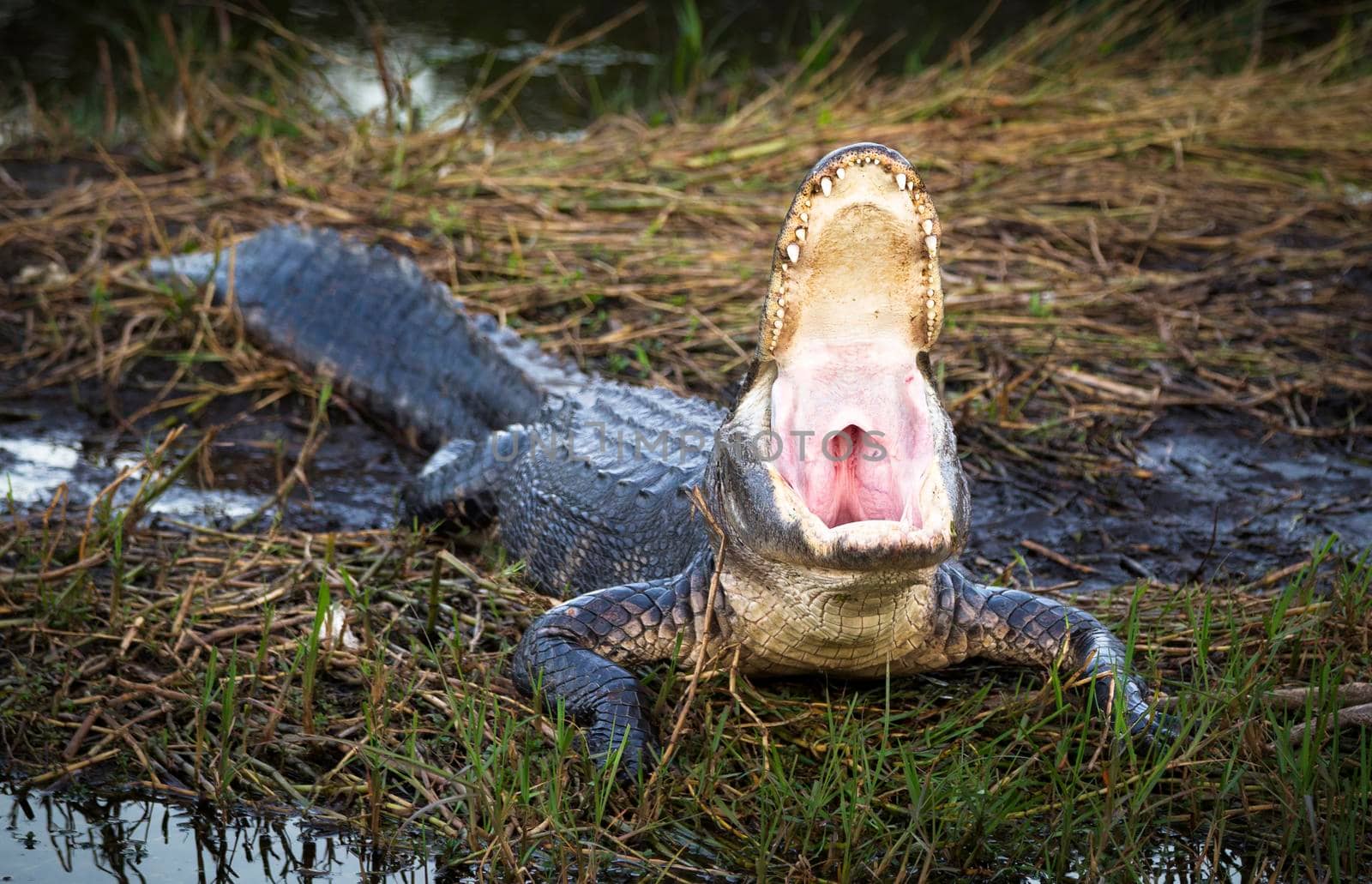 A crocodile opening its mouth, crocodile in the grass opening its whole mouth by isaiphoto