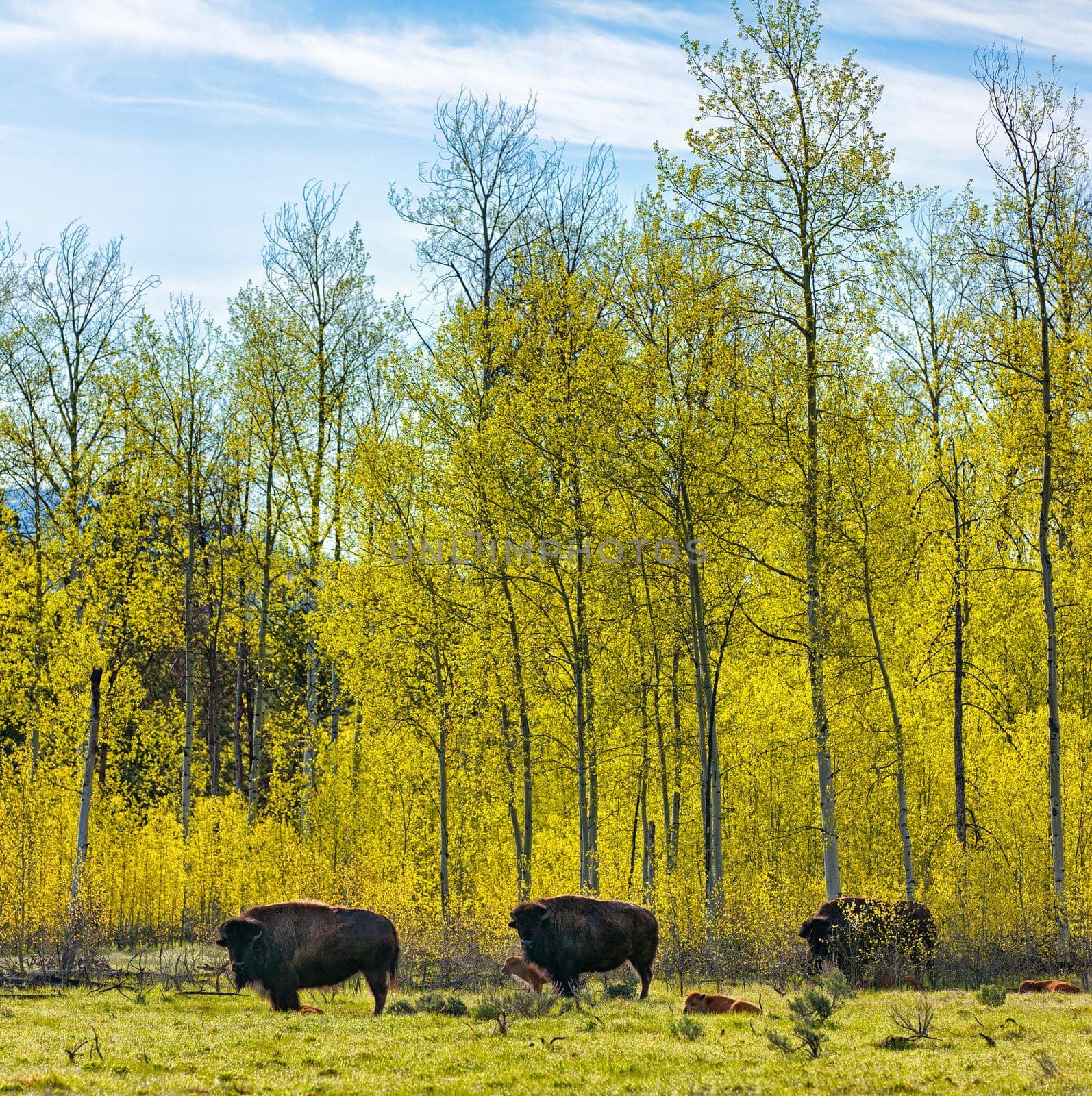 Three buffalo in the forest, Image of Three buffalo in the grass