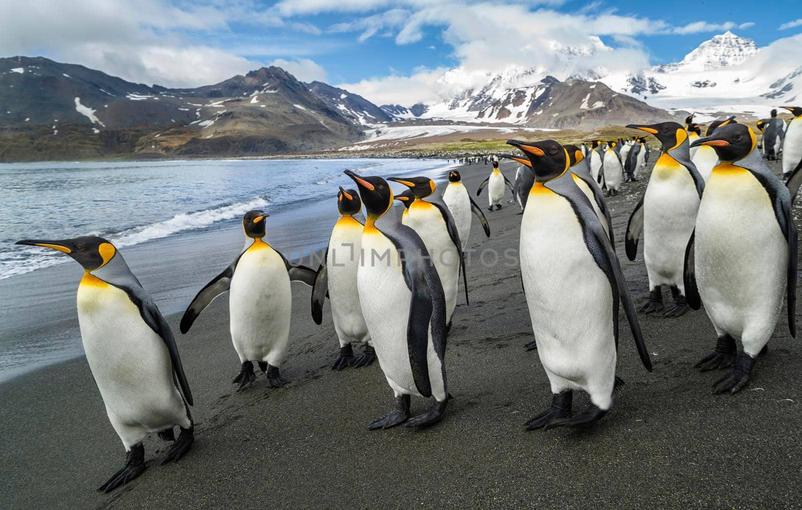 A penguin colony in Antarctica, beautiful penguins going to the water