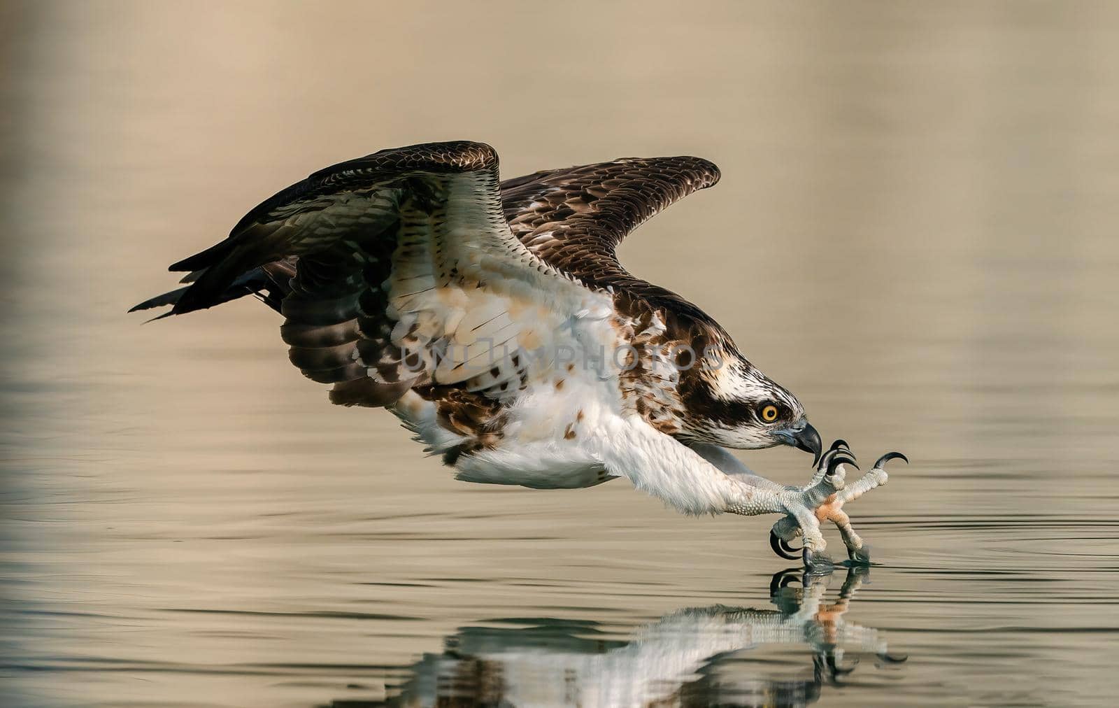 Eagle flying with a fish in its talons, eagle fishing, Close up of bird hunting near the water. by isaiphoto