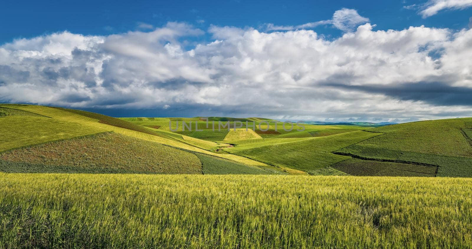 Fields of wheat crops, fields of rice cultivation at sunset, fields of corn crops by isaiphoto