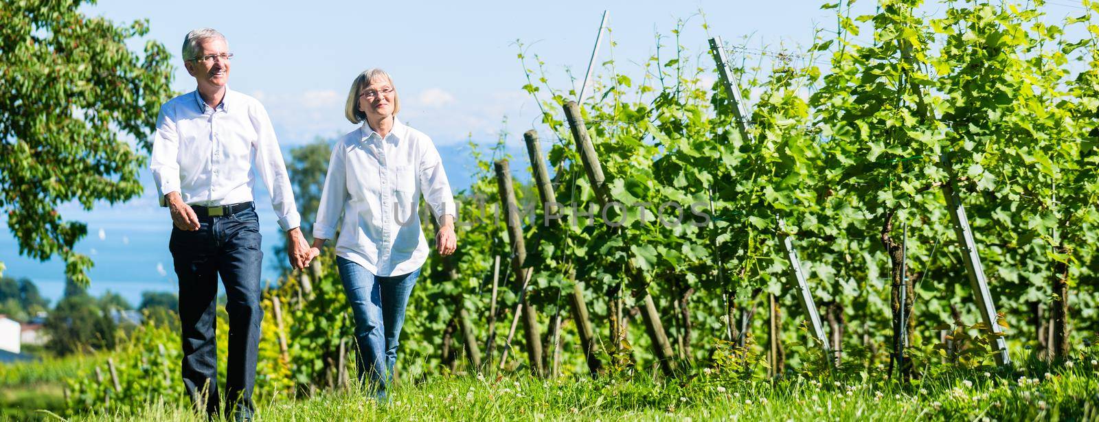 Senior couple, woman and man, having walk in vineyard