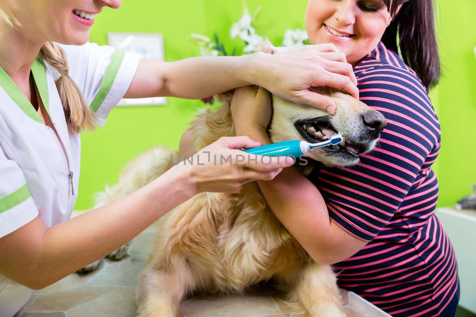 Big dog getting dental care by woman at dog parlor by Kzenon