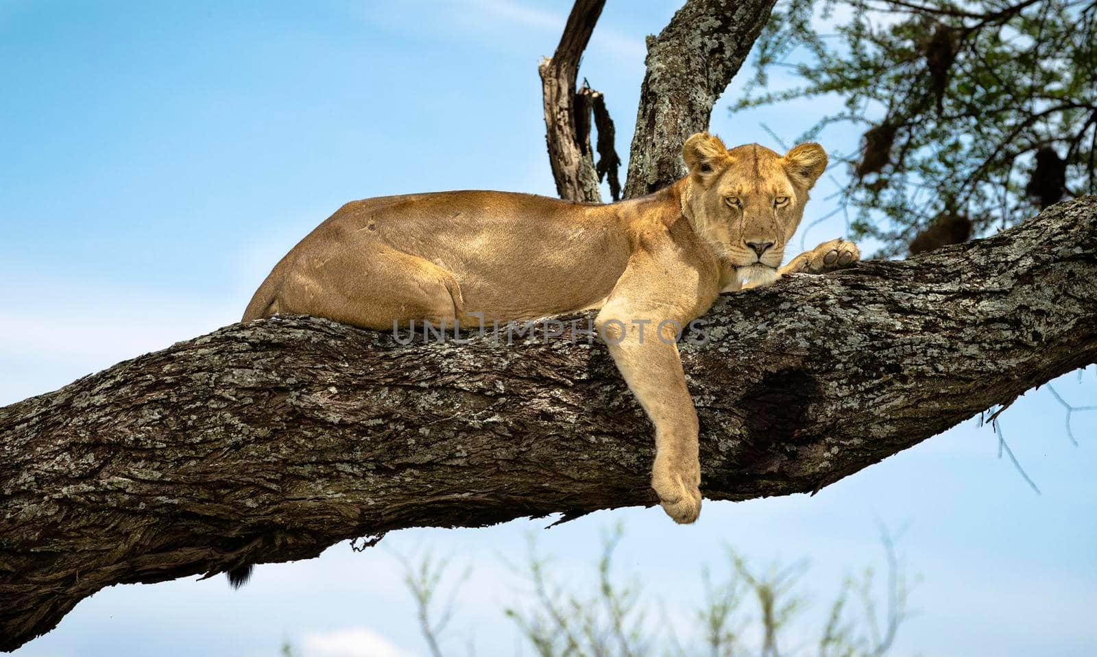 A lioness in the branches of a tree in Africa