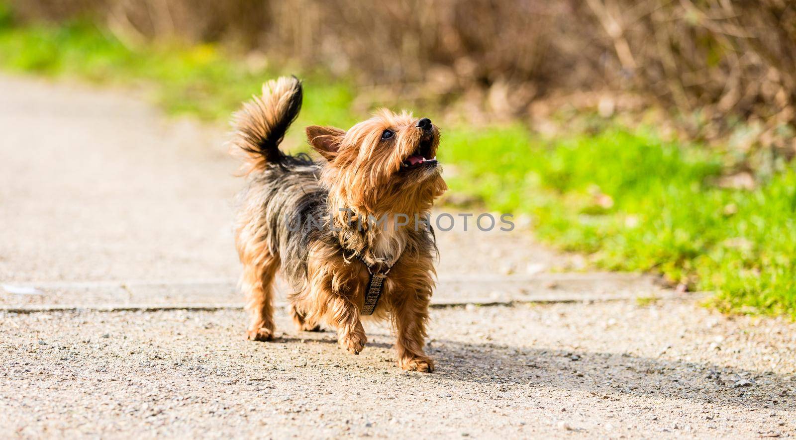 Cute little dog on forest path for walk