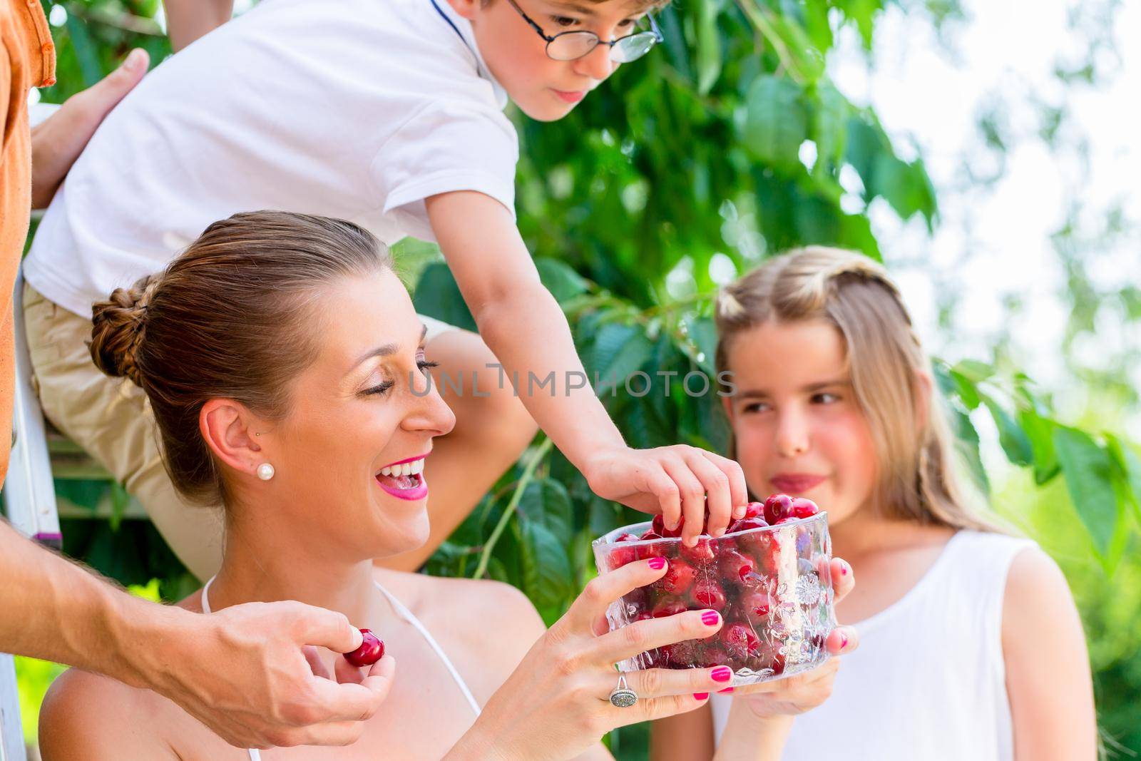 Family harvesting and eating cherries in garden