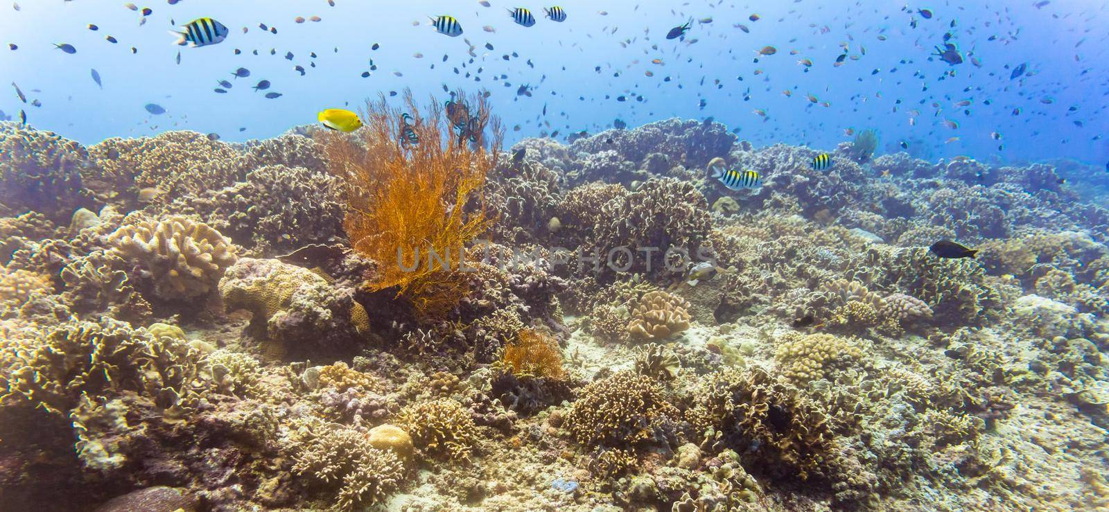 Coral reef and fish in tropical sea or ocean underwater