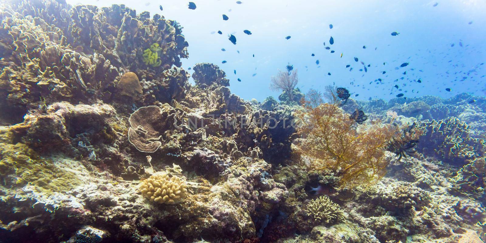 Coral reef and fish in tropical sea underwater as a landscape