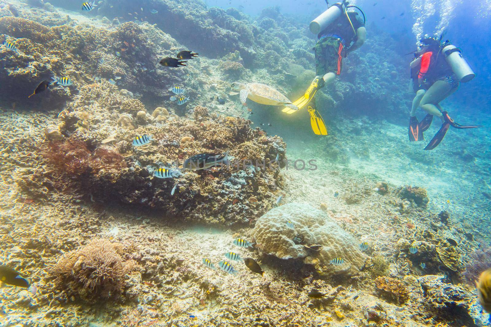 Divers diving at coral reef with sea turtle and different fishes by Kzenon