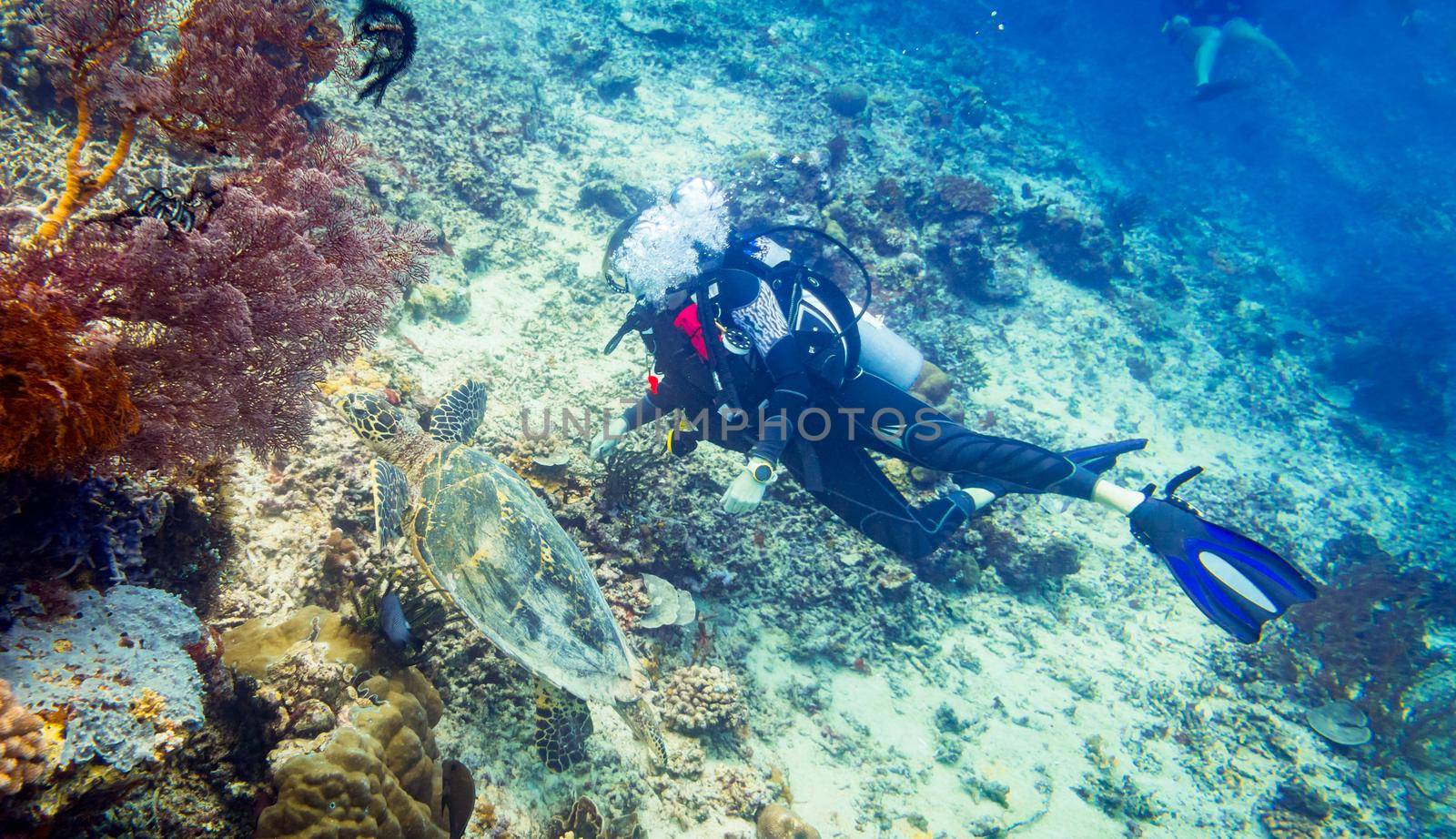 Divers at coral reef with sea turtle and different fishes by Kzenon