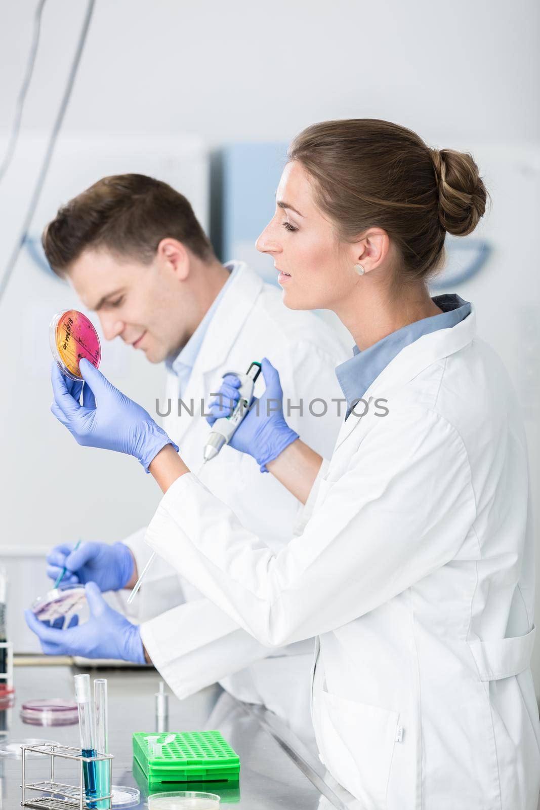 Scientists of food testing lab testing germ pollution in petri plates