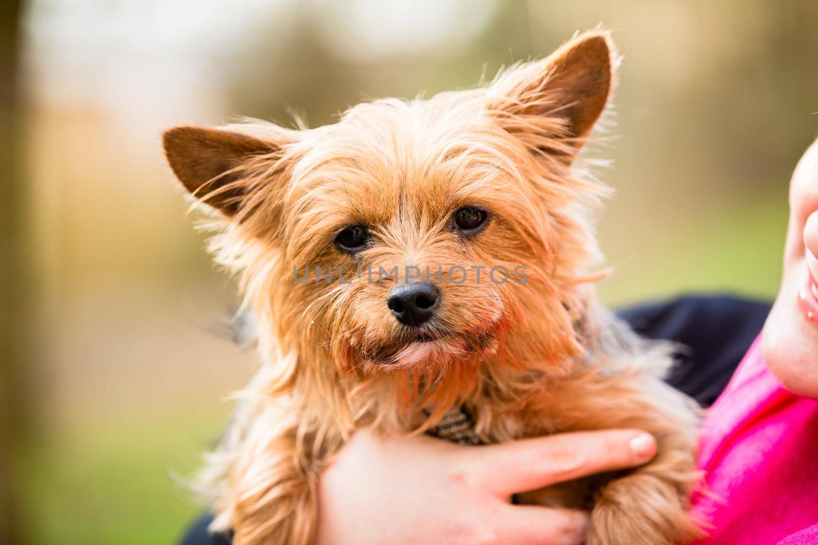 Yorkie being hold by dog mama by Kzenon