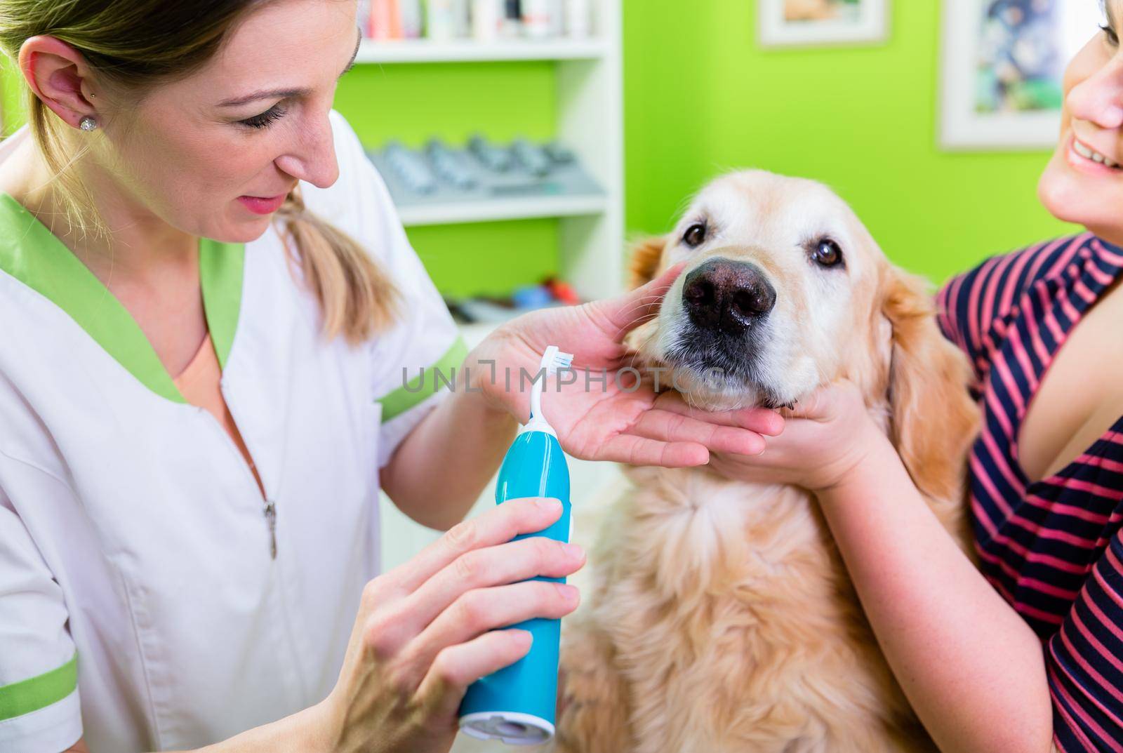 Big dog getting dental care by woman at dog parlor by Kzenon