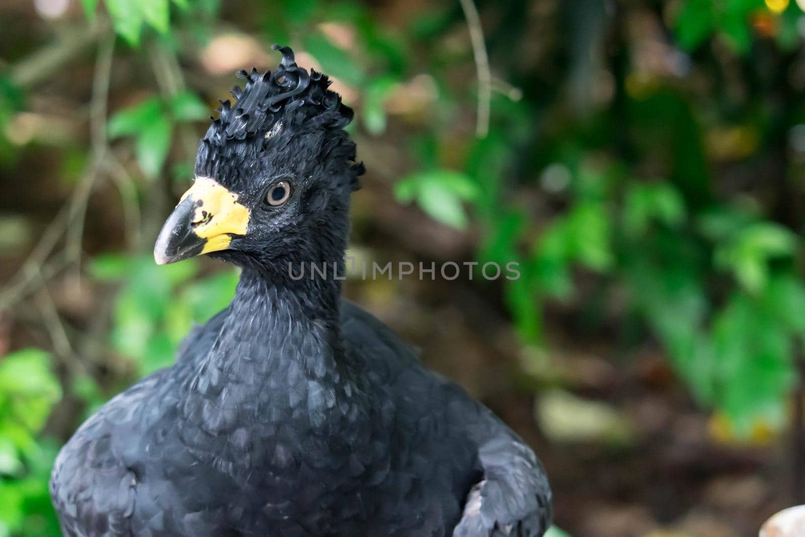 Male Bare-faced Curassow, Crax Fasciolata, close-up portrait, it is a species of bird in the family Cracidae, Mato Grosso Do Sul, Brazil close-up portrait.