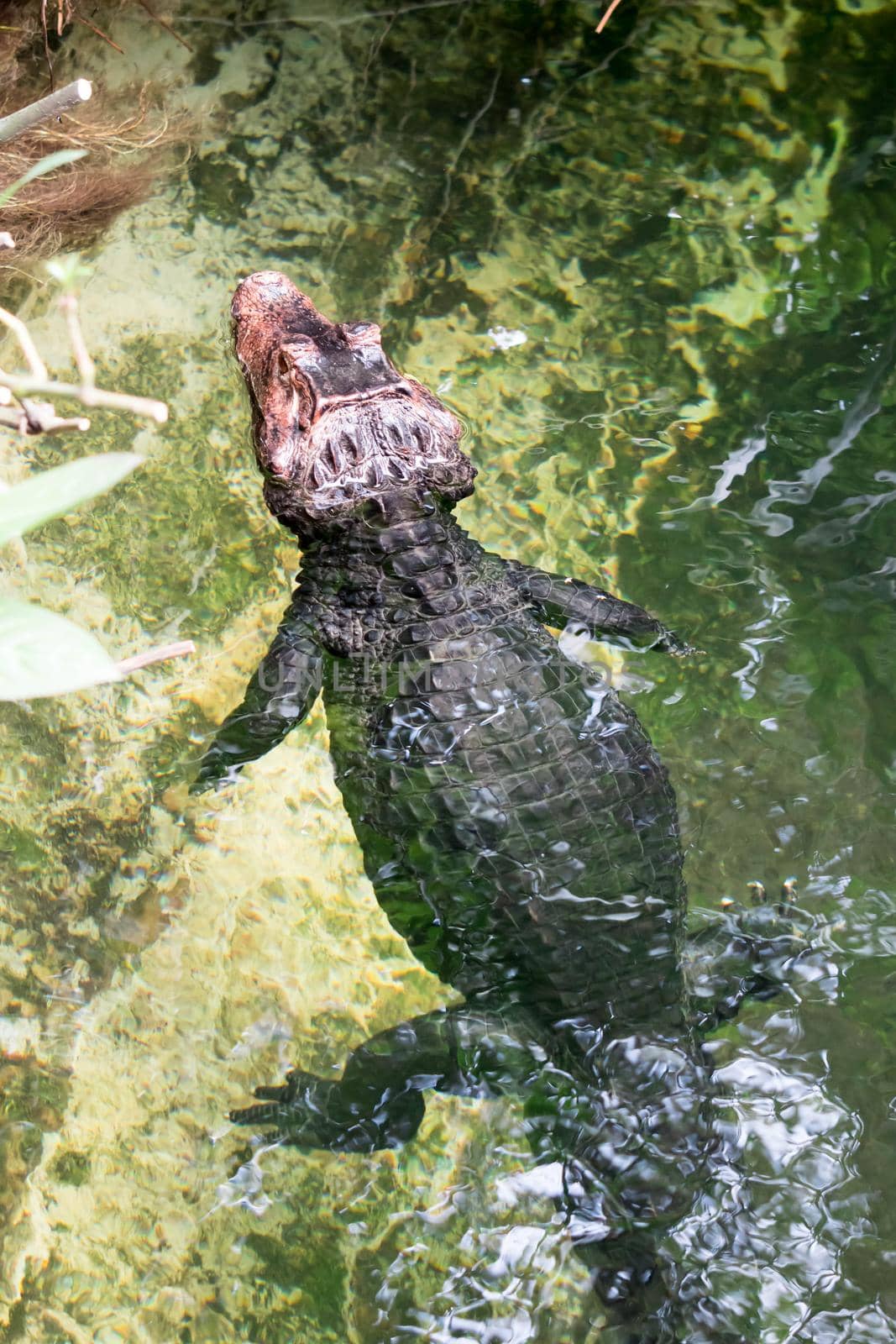 African dwarf crocodile, broad-snouted bony crocodile, Osteolaemus tetraspis, detail portrait in nature habitat. Lizard with big eyes. Wildlife scene from tropical forest in Africa, in the river