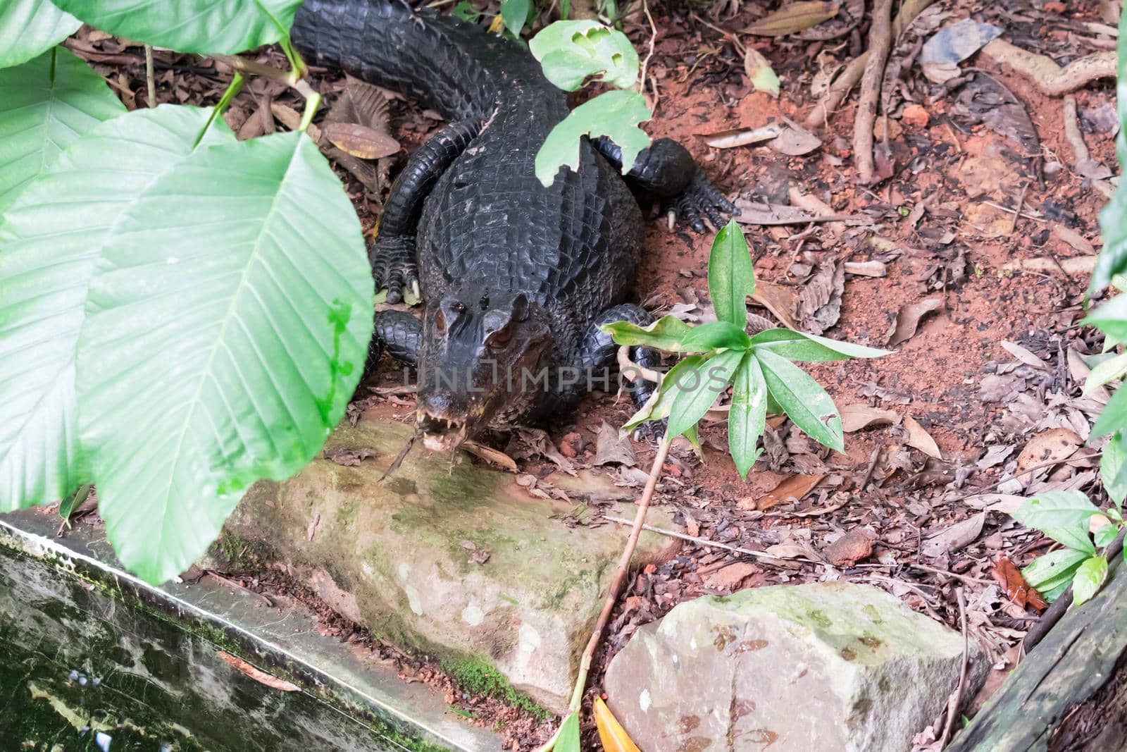 African dwarf crocodile, broad-snouted bony crocodile, Osteolaemus tetraspis, detail portrait in nature habitat. Lizard with big eyes. Wildlife scene from tropical forest in Africa, in the river