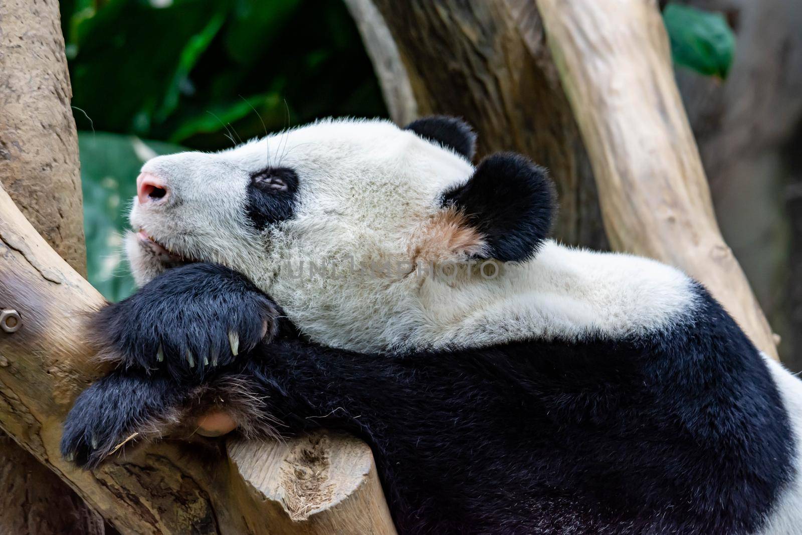 A very lazy and sleepy giant panda bear finds him self sitting and sleeping on a wooden chair. Very bored and sleepy giant panda bear in a zoo somewhere in asia