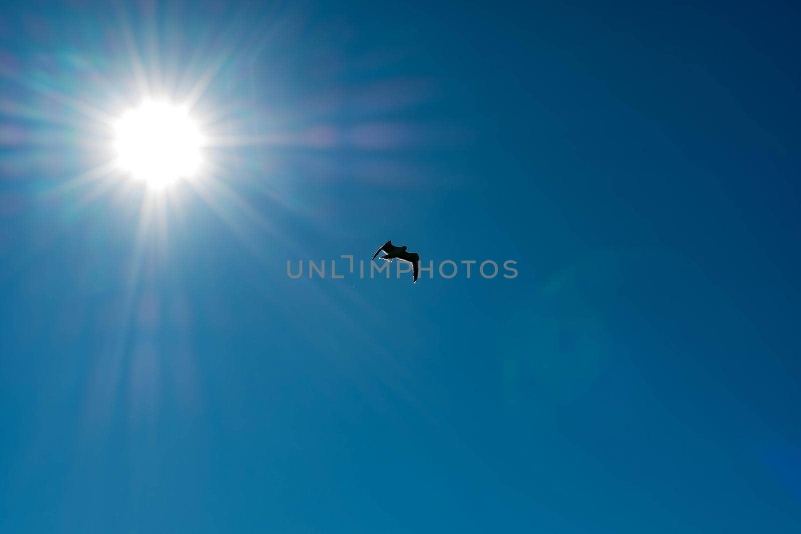 White bird flying in sun rays against dark blue sky. Symbol of peace and hope to let us know that God is looking after us