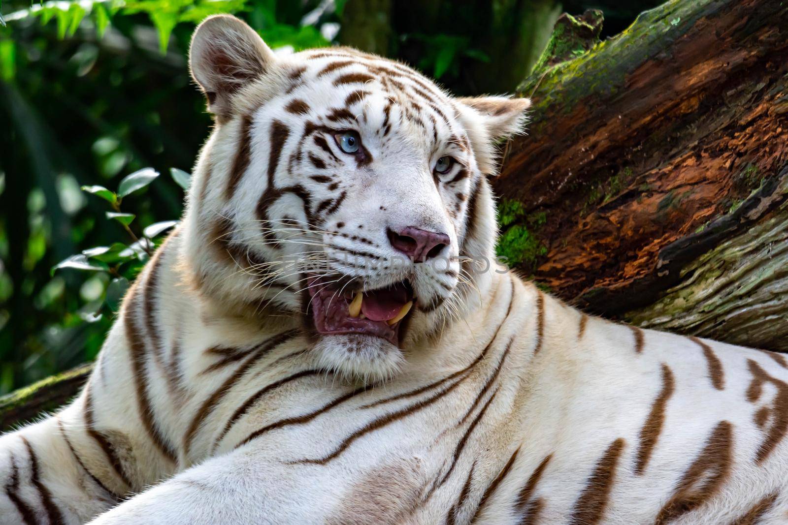 A closeup photo of a white tiger or bengal tiger while staring showing interest on someone. White tiger are also being called as bleached tiger.