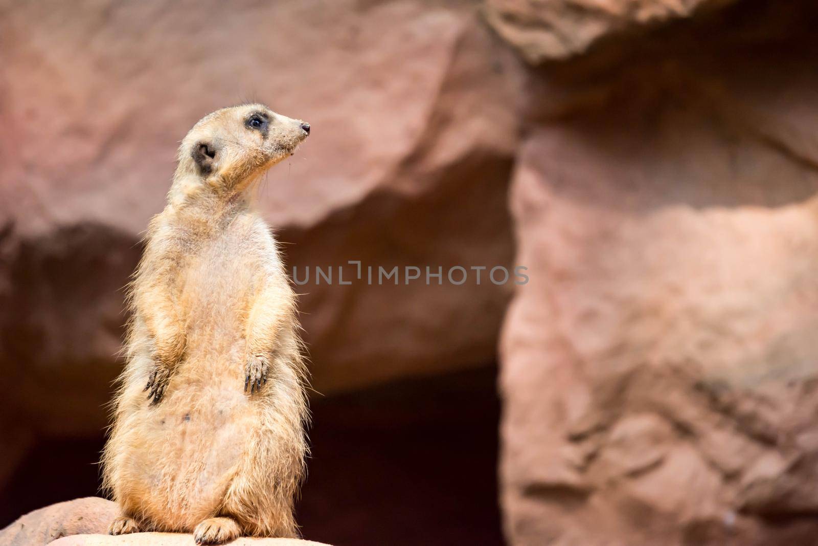 A meerkat while standing and being watchful of the environment in a zoo in singapore