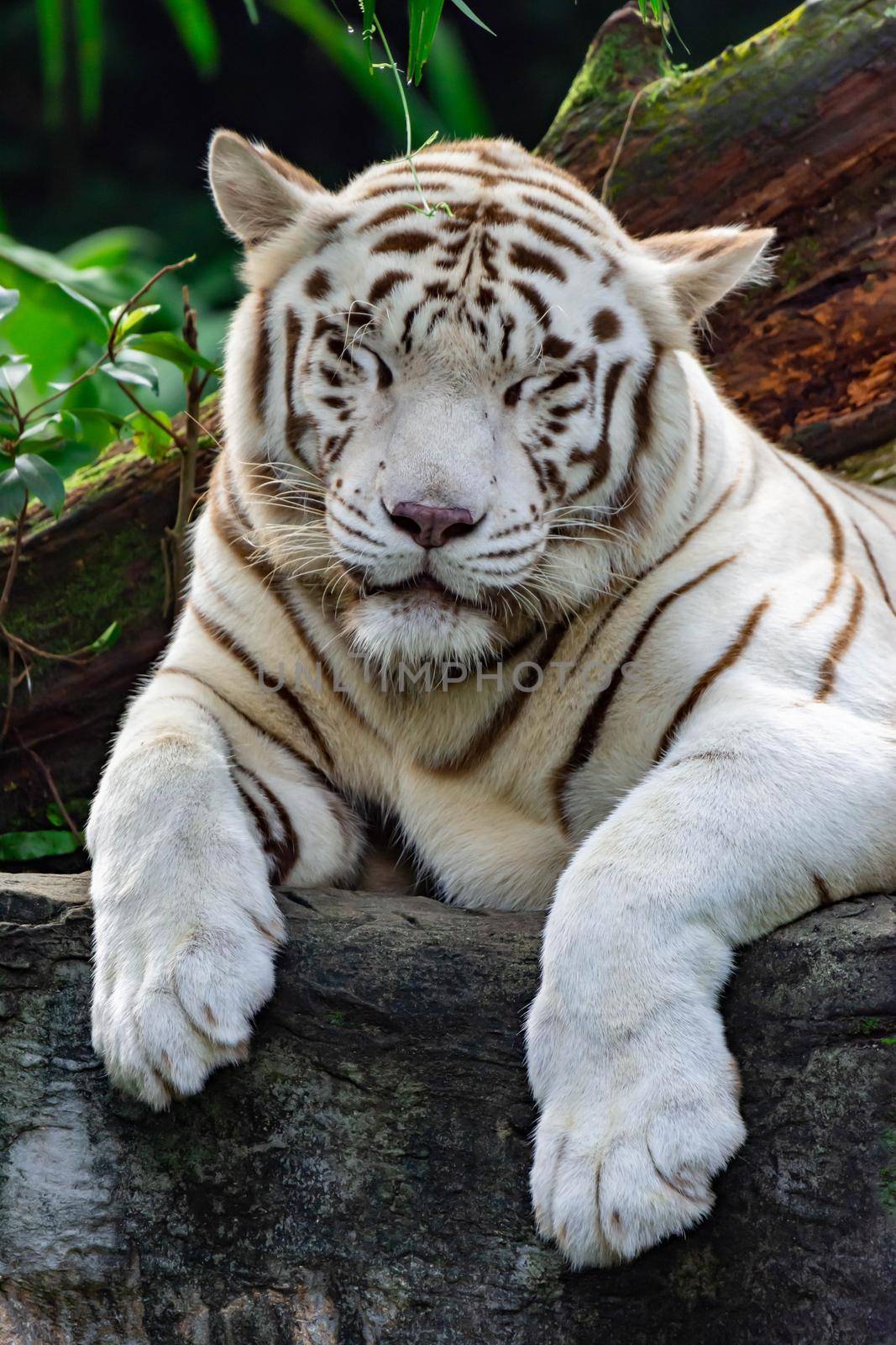 A closeup photo of a white tiger or bengal tiger while staring showing interest on someone. White tiger are also being called as bleached tiger.