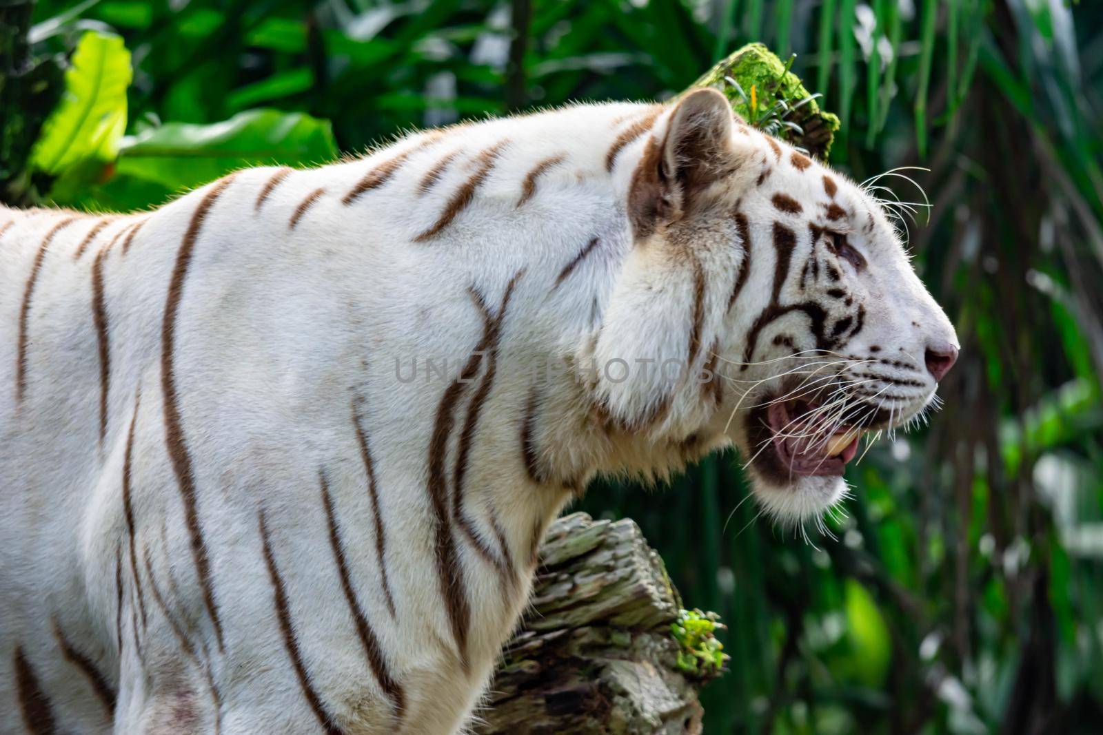 A white tiger or bengal tiger standing and staring at food. Colorful wildlife photo with green background