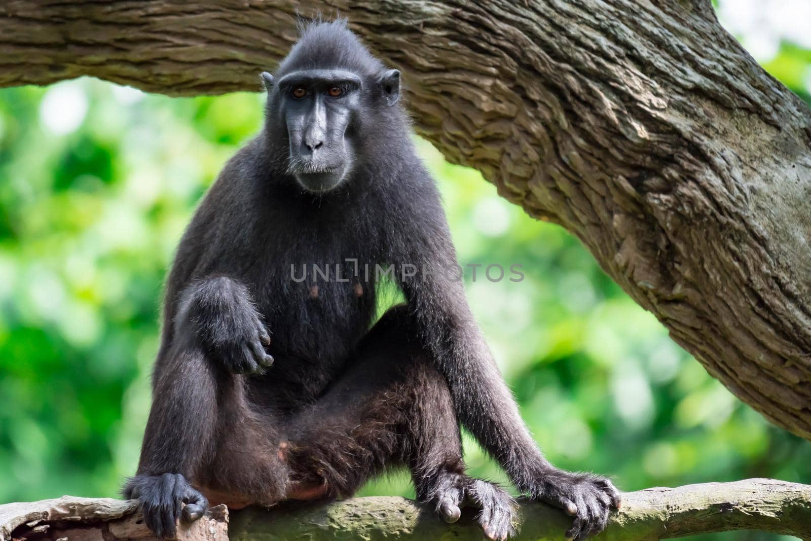 Celebes crested macaque also known as the crested black macaque, Sulawesi crested macaque, or the black ape Macaca. A colorful wildlife photo with nature background