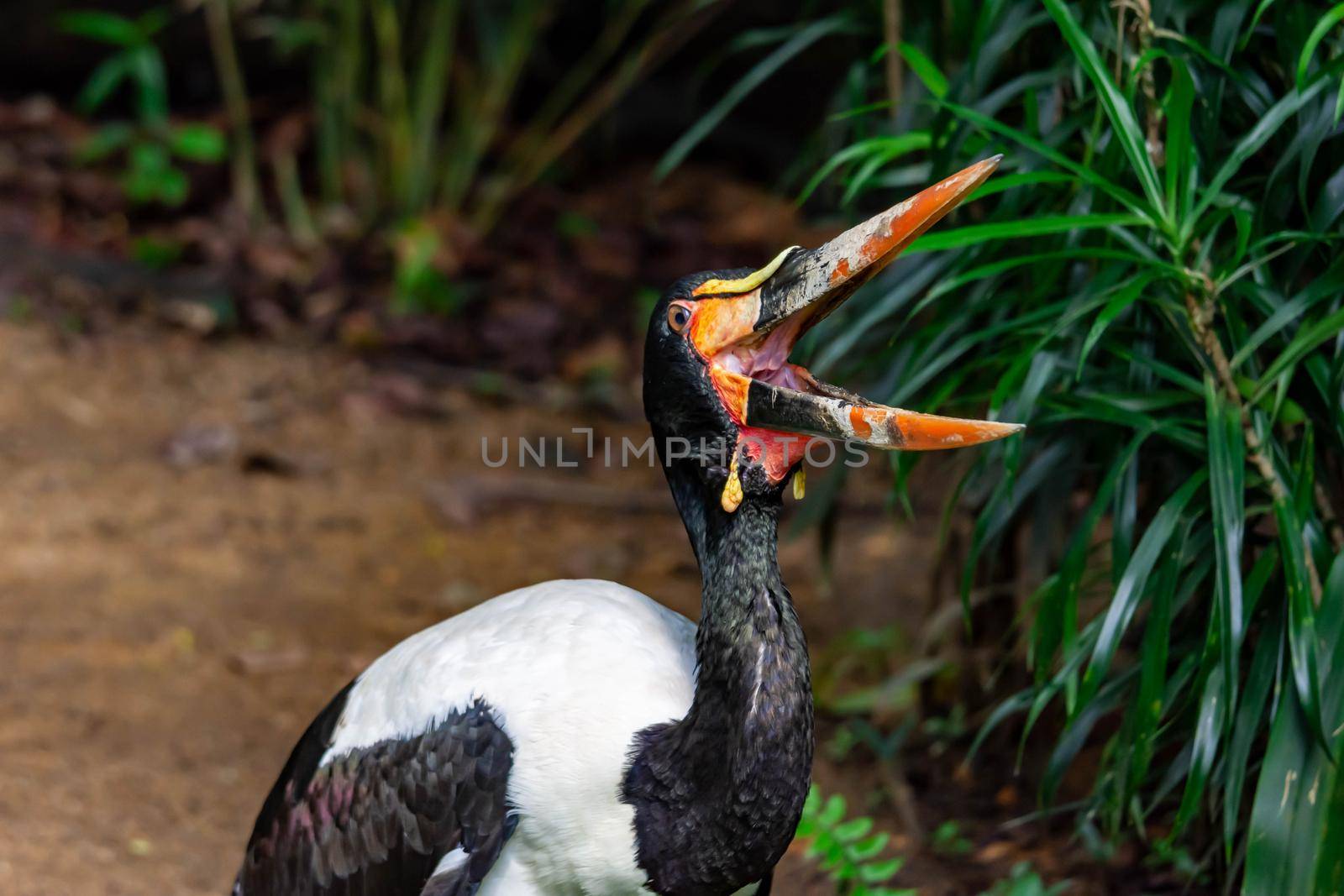 Closeup shot of a Saddle billed stork Ephippiorhynchus senegalensis while opening its beak on a zoo in Singapore. Colorful wildlife photo with green background